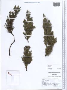 Cupressus, South Asia, South Asia (Asia outside ex-Soviet states and Mongolia) (ASIA) (India)