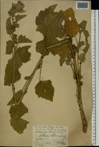 Althaea officinalis L., Eastern Europe, Rostov Oblast (E12a) (Russia)