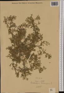 Lepidium coronopus (L.) Al-Shehbaz, Western Europe (EUR) (Hungary)