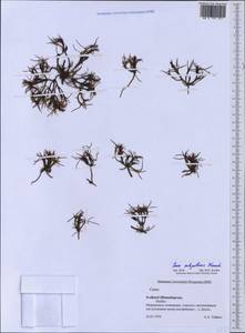 Carex subspathacea Wormsk. ex Hornem., Western Europe (EUR) (Svalbard and Jan Mayen)