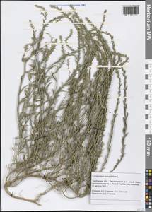 Corispermum hyssopifolium L., Eastern Europe, Central forest-and-steppe region (E6) (Russia)