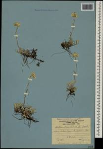 Antennaria caucasica Boriss., Caucasus, South Ossetia (K4b) (South Ossetia)
