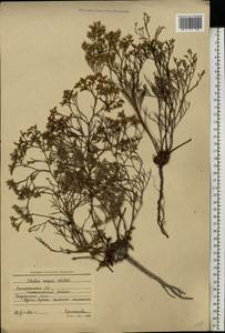 Limonium caspium (Willd.) Gams, Eastern Europe, South Ukrainian region (E12) (Ukraine)