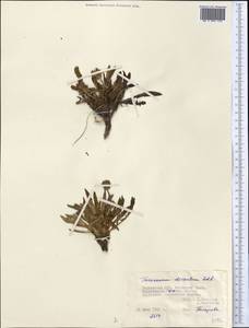 Taraxacum dissectum (Ledeb.) Ledeb., Middle Asia, Pamir & Pamiro-Alai (M2) (Tajikistan)