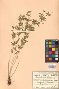 Potentilla erecta (L.) Raeusch., Eastern Europe, Eastern region (E10) (Russia)