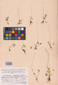 Ranunculus pygmaeus Wahlenb., Eastern Europe, Northern region (E1) (Russia)