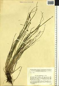 Carex longerostrata C.A.Mey., Siberia, Russian Far East (S6) (Russia)