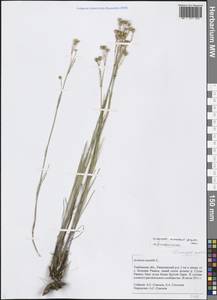 Eremogone saxatilis (L.) Ikonn., Eastern Europe, Central forest-and-steppe region (E6) (Russia)