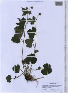 Geum macrophyllum var. sachalinense (Koidz.) H. Hara, Siberia, Russian Far East (S6) (Russia)