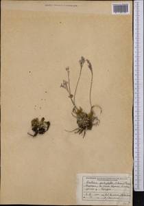Rosularia platyphylla (Schrenk) A. Berger, Middle Asia, Northern & Central Tian Shan (M4) (Kyrgyzstan)