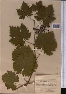 Vitis vinifera L., Middle Asia, Western Tian Shan & Karatau (M3) (Uzbekistan)
