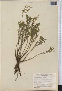 Hedysarum boreale subsp. mackenzii (Richardson)S.L.Welsh, America (AMER) (Canada)