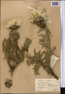 Carduus nutans L., Middle Asia, Western Tian Shan & Karatau (M3) (Kazakhstan)