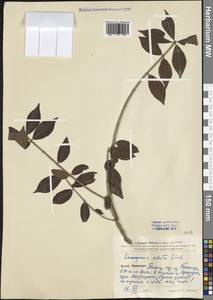 Euonymus alatus (Thunb.) Siebold, South Asia, South Asia (Asia outside ex-Soviet states and Mongolia) (ASIA) (China)