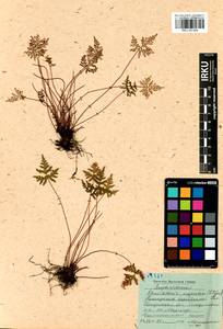 Aleuritopteris argentea (S. G. Gmel.) Fée, Siberia, Baikal & Transbaikal region (S4) (Russia)