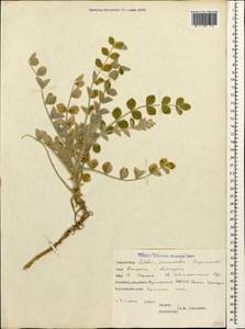 Astragalus lehmannianus Bunge, Caucasus, Dagestan (K2) (Russia)