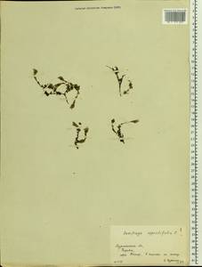 Saxifraga oppositifolia L., Eastern Europe, Northern region (E1) (Russia)