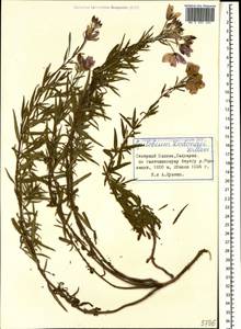 Chamaenerion dodonaei (Vill.) Schur ex Fuss., Caucasus, Stavropol Krai, Karachay-Cherkessia & Kabardino-Balkaria (K1b) (Russia)