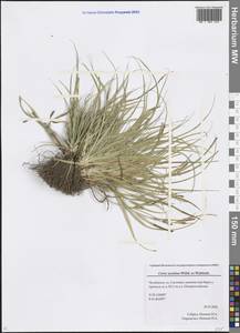 Carex secalina Willd. ex Wahlenb., Eastern Europe, Eastern region (E10) (Russia)