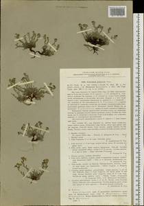 Eritrichium jenisseense, Siberia, Central Siberia (S3) (Russia)