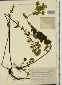 Origanum vulgare L., Caucasus, Abkhazia (K4a) (Abkhazia)