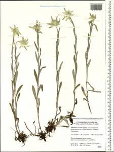 Leontopodium leontopodinum (DC.) Hand.-Mazz., Siberia, Baikal & Transbaikal region (S4) (Russia)