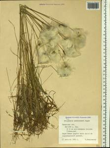 Eriophorum scheuchzeri Hoppe, Siberia, Western Siberia (S1) (Russia)