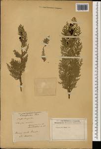 Platycladus orientalis (L.) Franco, Botanic gardens and arboreta (GARD) (Italy)