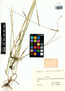 Elymus repens (L.) Gould, Siberia, Baikal & Transbaikal region (S4) (Russia)