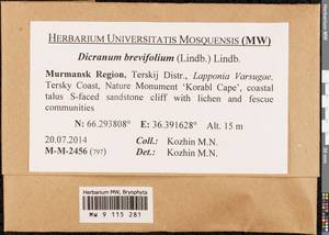 Dicranum brevifolium (Lindb.) Lindb., Bryophytes, Bryophytes - Karelia, Leningrad & Murmansk Oblasts (B4) (Russia)