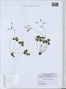 Oxalis violacea L., Caucasus, Black Sea Shore (from Novorossiysk to Adler) (K3) (Russia)