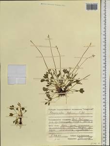 Ranunculus sabinei R. Br., Siberia, Central Siberia (S3) (Russia)