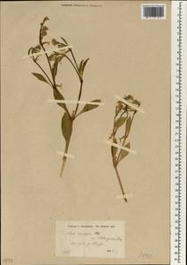 Silene dichotoma subsp. dichotoma, South Asia, South Asia (Asia outside ex-Soviet states and Mongolia) (ASIA) (Syria)