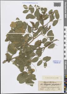 Astragalus glycyphyllos L., Eastern Europe, North-Western region (E2) (Russia)