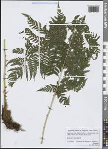 Dryopteris expansa (C.Presl) Fraser-Jenk. & Jermy, Siberia, Chukotka & Kamchatka (S7) (Russia)