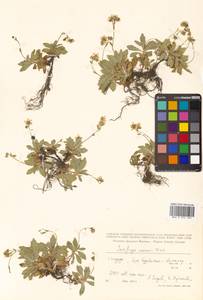 Micranthes merkii subsp. merkii, Siberia, Russian Far East (S6) (Russia)