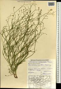 Lipschitzia divaricata (Turcz.) Zaika, Sukhor. & N. Kilian, Mongolia (MONG) (Mongolia)