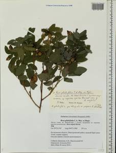 Rosa glabrifolia C. A. Mey. ex Rupr., Eastern Europe, Central forest region (E5) (Russia)