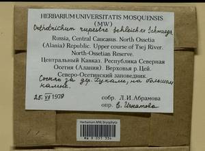 Lewinskya rupestris (Schleich. ex Schwägr.) F. Lara, Garilleti & Goffinet, Bryophytes, Bryophytes - North Caucasus & Ciscaucasia (B12) (Russia)