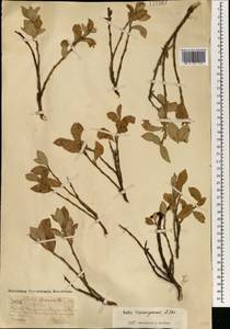 Salix recurvigemmata A.K.Skvortsov, Mongolia (MONG) (Mongolia)