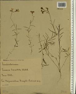 Linaria incarnata (Vent.) Spreng., Eastern Europe, Moscow region (E4a) (Russia)