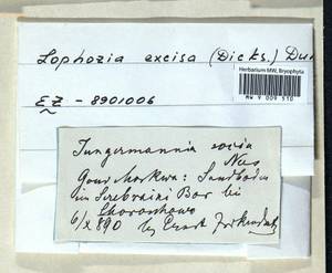 Lophoziopsis excisa (Dicks.) Konstant. & Vilnet, Bryophytes, Bryophytes - Moscow City & Moscow Oblast (B6a) (Russia)