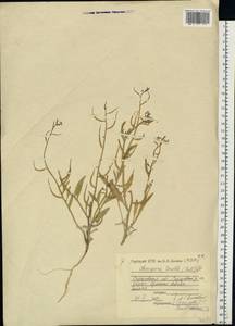 Chorispora tenella (Pall.) DC., Eastern Europe, Lower Volga region (E9) (Russia)