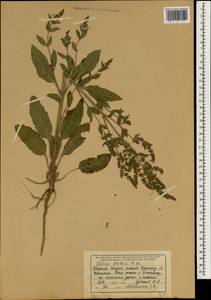 Salvia plebeia R.Br., South Asia, South Asia (Asia outside ex-Soviet states and Mongolia) (ASIA) (India)