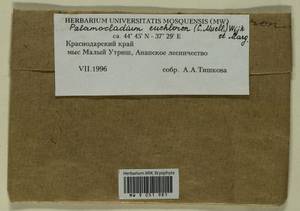 Palamocladium euchloron (Bruch ex Müll. Hal.) Wijk & Margad., Bryophytes, Bryophytes - North Caucasus & Ciscaucasia (B12) (Russia)