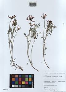 KUZ 001 467, Astragalus ceratoides M. Bieb., Siberia, Altai & Sayany Mountains (S2) (Russia)