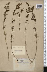 Galium verum L., Middle Asia, Caspian Ustyurt & Northern Aralia (M8) (Kazakhstan)