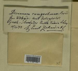 Dicranum flexicaule Brid., Bryophytes, Bryophytes - European North East (B7) (Russia)
