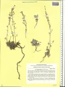 Artemisia hololeuca M. Bieb. ex Besser, Eastern Europe, South Ukrainian region (E12) (Ukraine)