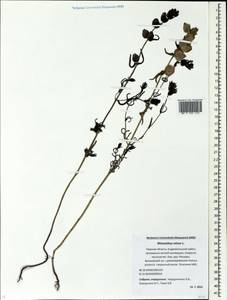 Rhinanthus minor L., Eastern Europe, North-Western region (E2) (Russia)